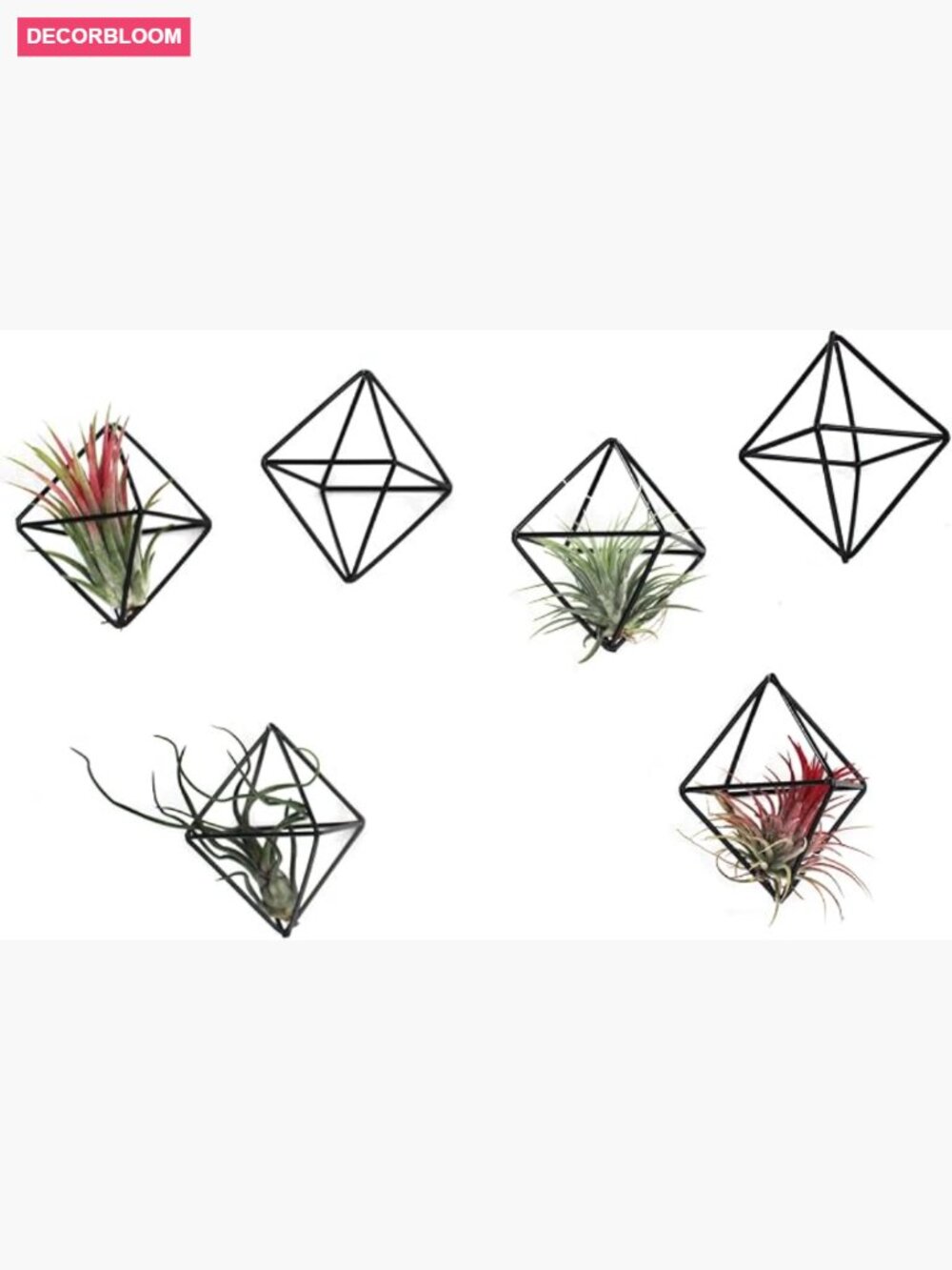 6-Pack Geometric Wire Air Plant Holders Metal Tillandsia Stands Desk Decor
